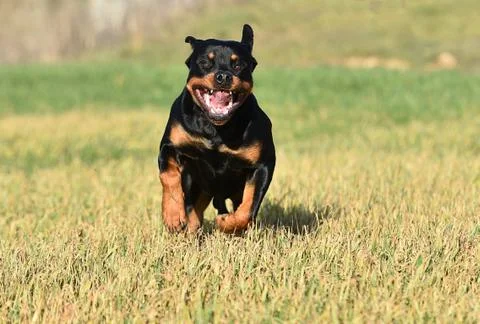 Rottweiler Stock Photos