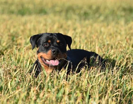 Rottweiler Stock Photos