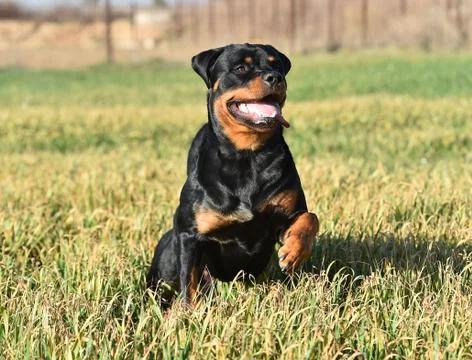 Rottweiler Stock Photos