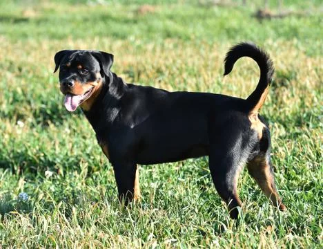 Rottweiler Stock Photos