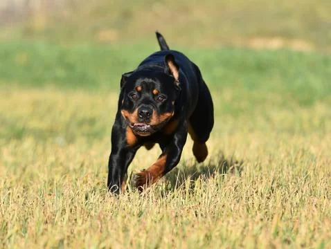Rottweiler Stock Photos