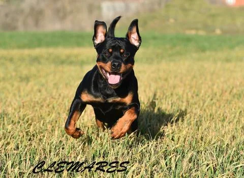 Rottweiler Stock Photos