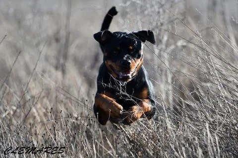 Rottweiler Stock-Fotos