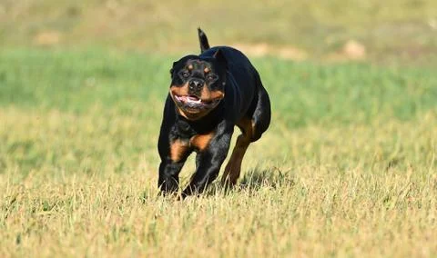 Rottweiler Stock Photos