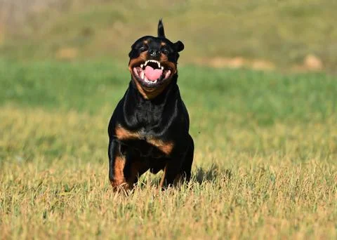 Rottweiler Stock Photos