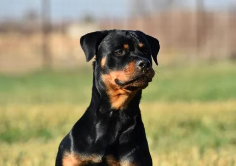 Rottweiler Stock Photos