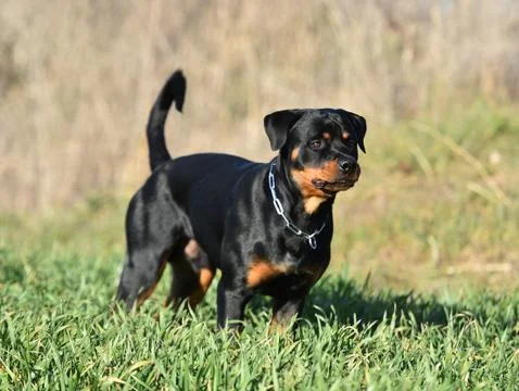 Rottweiler Stock Photos