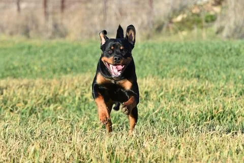 Rottweiler Stock Photos