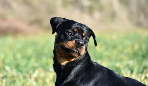 Rottweiler Stock Photos