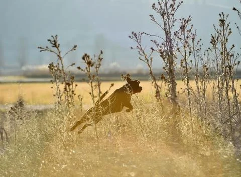 Rottweiler Stock Photos