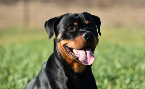 Rottweiler Stock Photos