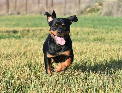 Rottweiler Stock Photos