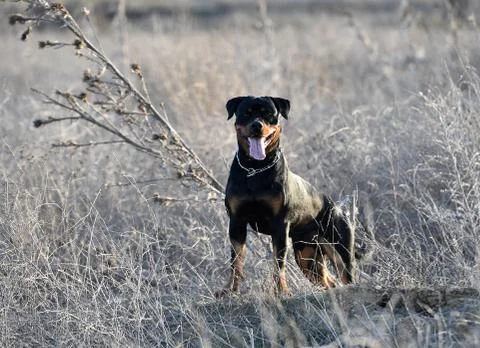 Rottweiler Stock Photos