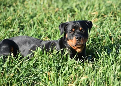 Rottweiler Stock Photos