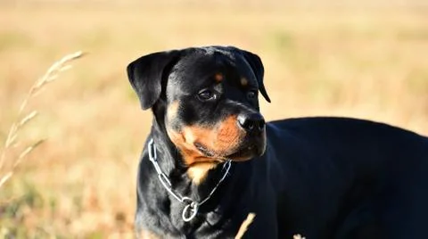 Rottweiler Stock Photos