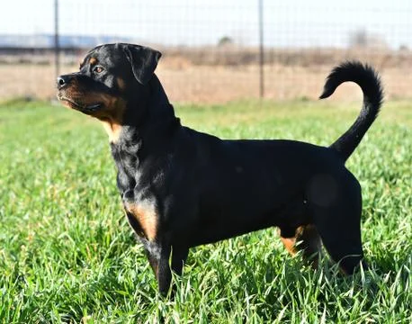 Rottweiler Stock Photos
