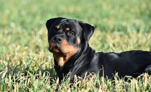 Rottweiler Stock Photos