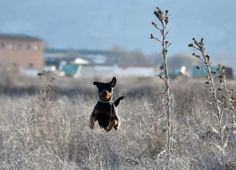 Rottweiler Stock Photos
