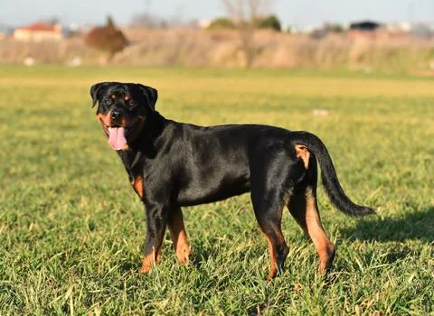 Rottweiler Stock Photos
