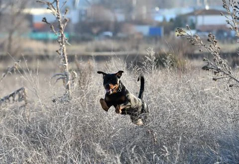 Rottweiler Stock Photos