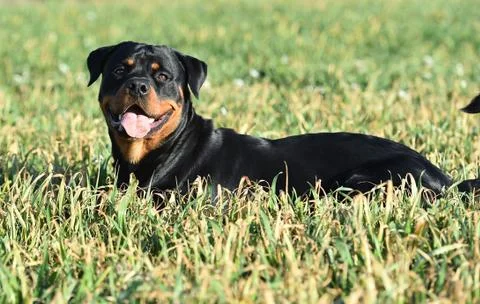 Rottweiler Stock Photos