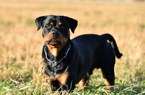 Rottweiler Stock Photos