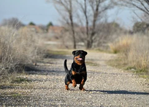 Rottweiler Stock Photos