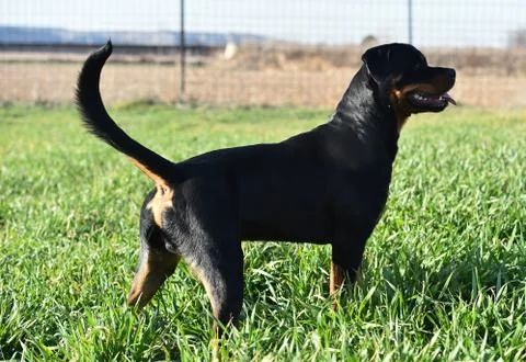 Rottweiler Stock Photos