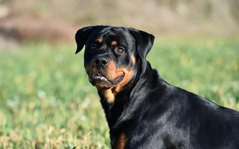 Rottweiler Stock Photos