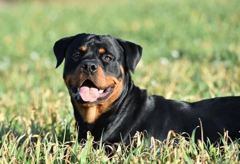 Rottweiler Stock Photos
