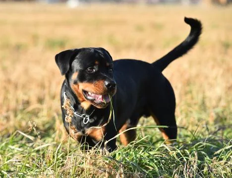 Rottweiler Stock Photos