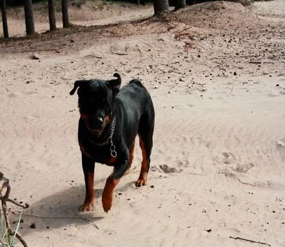 Rottweiler Stockfoto's