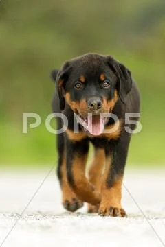 Rottweiler Pup Looking Into The Camera Low Angle Shallow Depth Of Field Stock Photos
