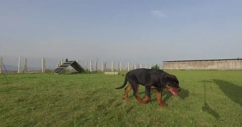 Rottweiler Puppy Stockbeeldmateriaal 66726556