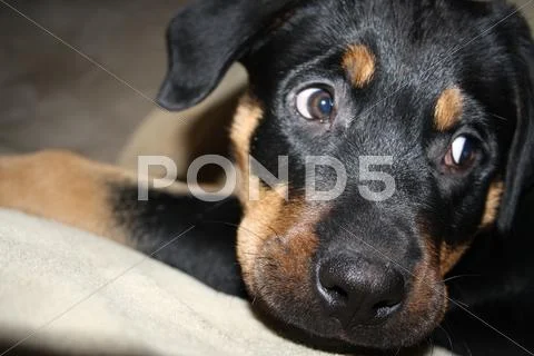 Rottweiler Puppy Stock Photos