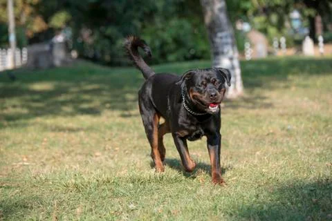 Rottweiler running on the grass Stock Photos