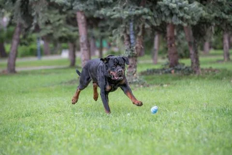 Rottweiler running on the grass.Selective focus Stock Photos