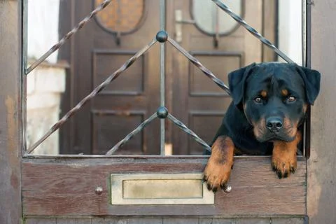 Rottweiler sitting on gate Stock Photos
