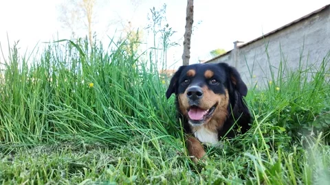A Rottweiler sitting in the grass, looking around. Stock Footage 317678386
