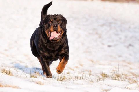 Rottweiler in snow Stock Photos