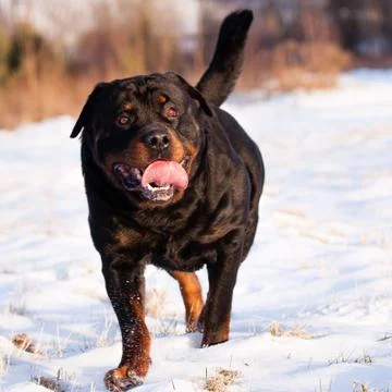 Rottweiler in snow Stock Photos