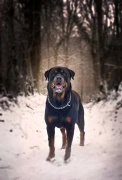 Rottweiler in snow Stock-Fotos