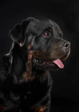 Rottweiler in studio Stock Photos