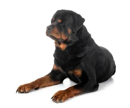 Rottweiler in studio Stock Photos