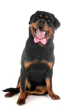 Rottweiler in studio Stock Photos