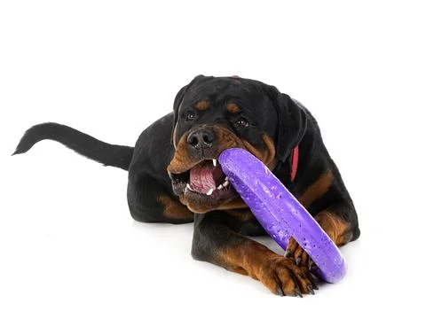 Rottweiler in studio Foto stock