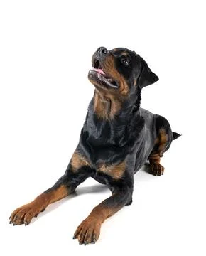 Rottweiler in studio Stock Photos