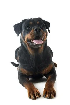 Rottweiler in studio Stock Photos