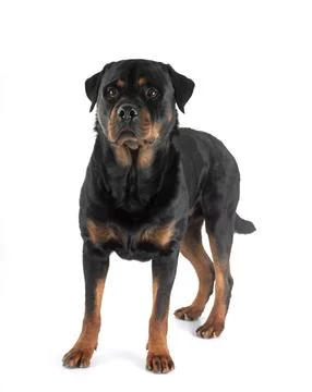 Rottweiler in studio Stock Photos