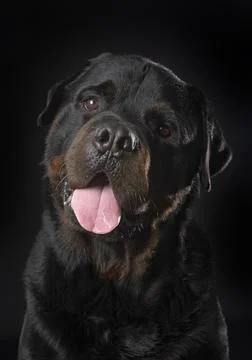 Rottweiler in studio Foto stock